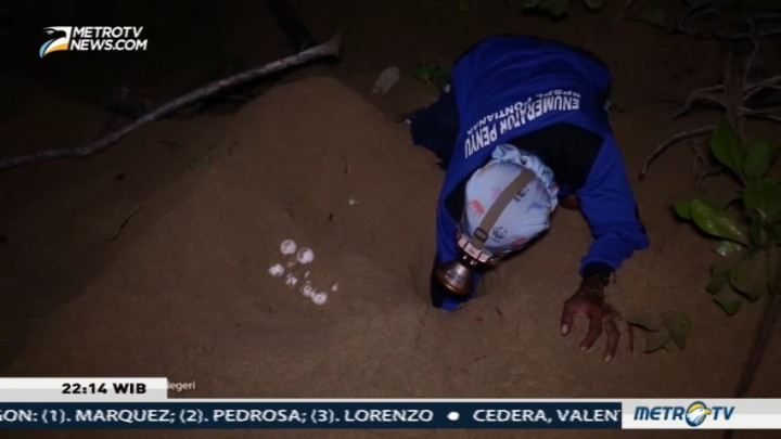 Eksploitasi Penyu, Sebuah Tradisi Kontra Konservasi