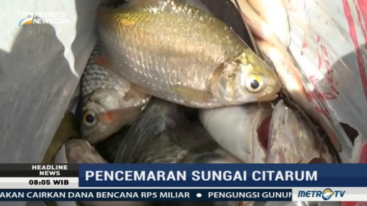 Ikan-ikan di Sungai Citarum Mati Mendadak