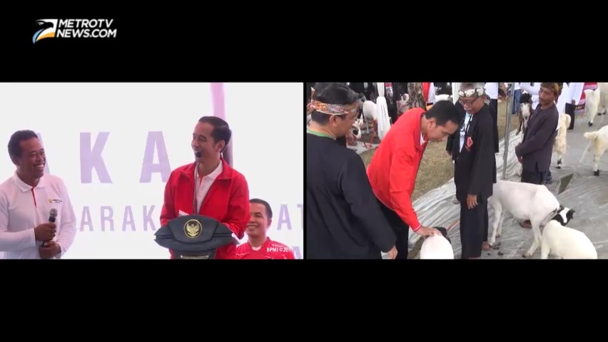 Saat Presiden Belajar Beternak Domba