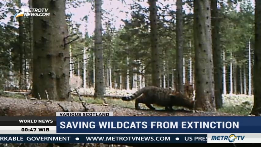 Saving Wildcats from Extinction