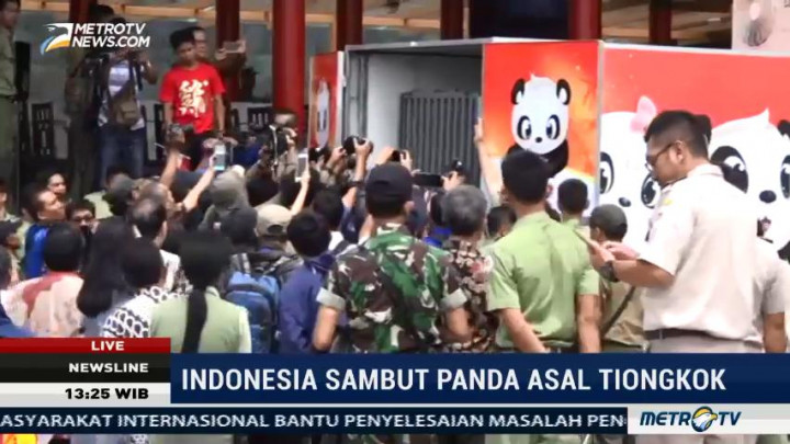 Panda Hu Chun dan Cai Tao Tiba di Taman Safari Bogor