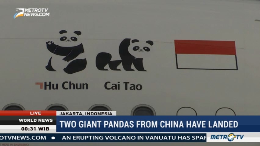 Two Giant Pandas from China Have Landed at Jakarta