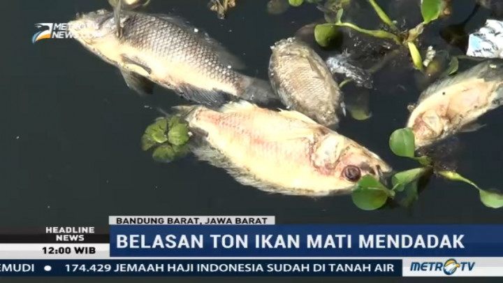 Belasan Ton Ikan Mati Mendadak di Bandung Barat