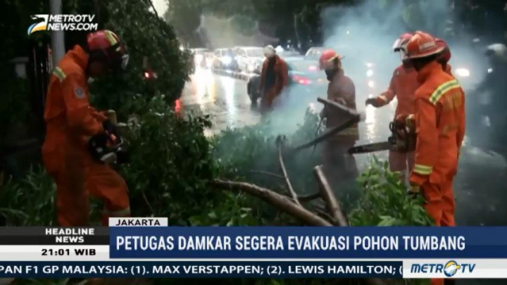 Pohon Tumbang, Akses Jalan di Kebayoran Lama Sempat Terganggu