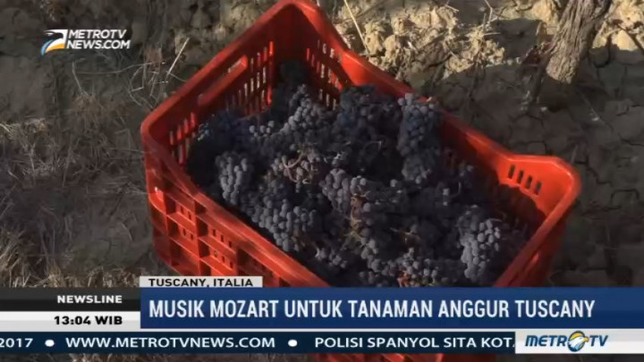 Musik Mozart Ternyata Bisa Bantu Pertumbuhan Tanaman Anggur