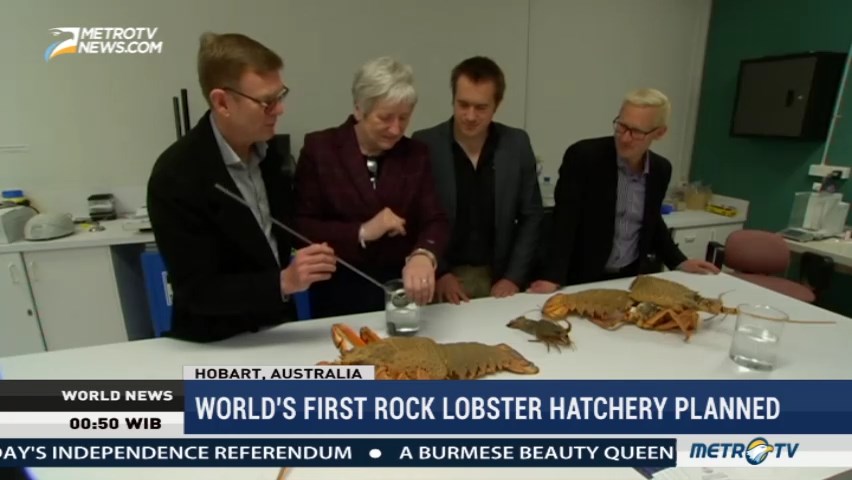 World's First Rock Lobster Hatchery Planned