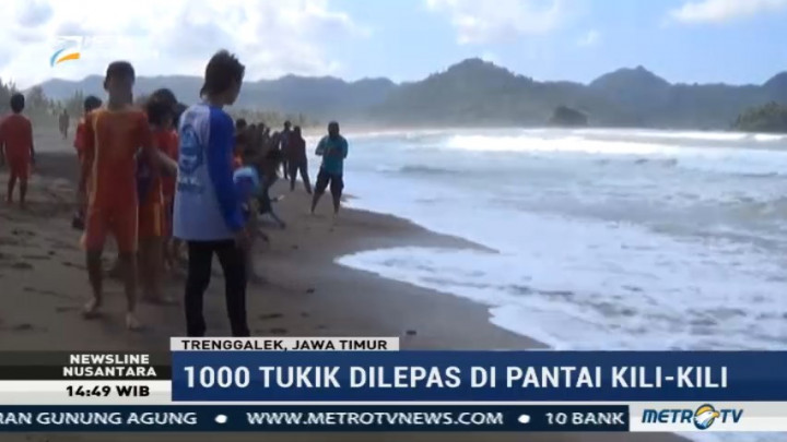 Seribu Tukik Dilepas di Pantai Taman Kili-kili Trenggalek