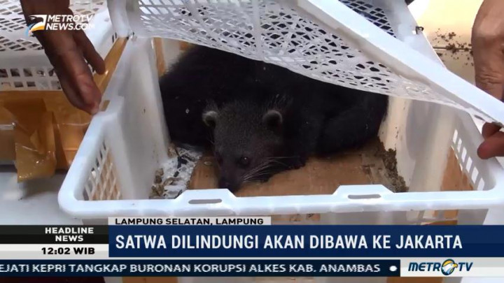 Polisi Gagalkan Penyelundupan Satwa Dilindungi di Pelabuhan Bakauheni