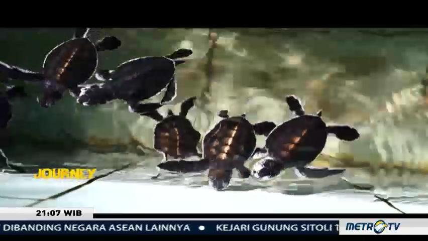 Journey: Derawan (1)