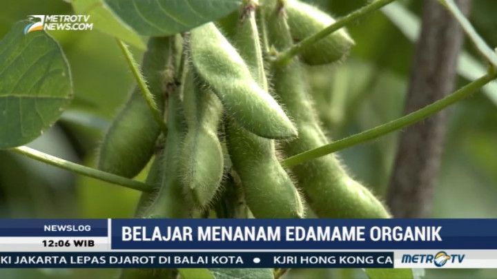 Belajar Menanam Edamame Organik