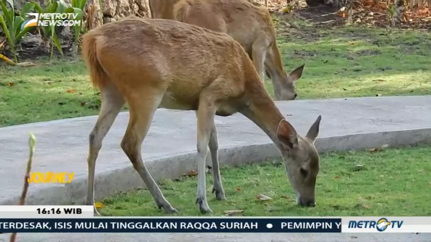 Journey: Harmoni di Ujung Barat Pulau Dewata (2)