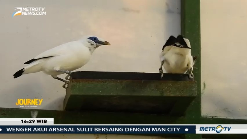 Journey: Harmoni di Ujung Barat Pulau Dewata (3)