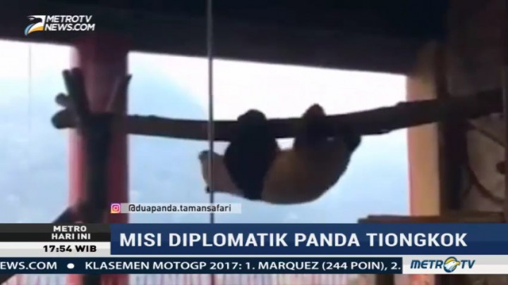 Mengintip Aktivitas Panda Cai Tao-Hu Chun di Taman Safari