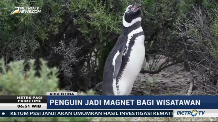 Ribuan Penguin Jadi Daya Tarik Wisata Argentina