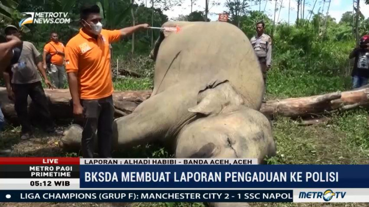 Polres Aceh Timur Selidiki Kematian Dua Gajah