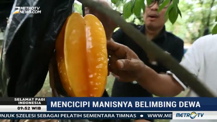 Mencicipi Manisnya Belimbing Dewa