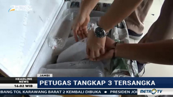 Upaya Penyelundupan 38 Ribu Benih Lobster Berhasil Digagalkan