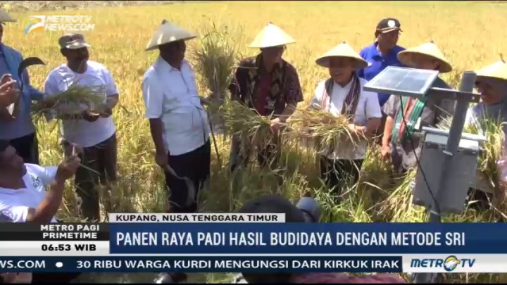 Hasil Panen Padi di Kupang Meningkat 100 Persen dengan Metode SRI