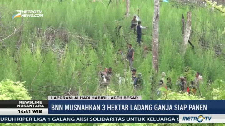 BNN Temukan 3 Hektare Ladang Ganja Siap Panen di Aceh Besar