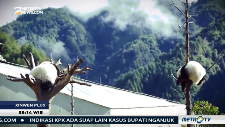 Mengintip Pusat Konservasi Panda di Tiongkok