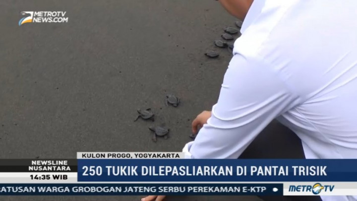 250 Ekor Tukik Dilepasliarkan di Pantai Trisik