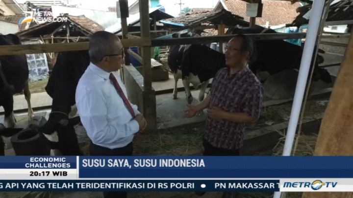 Peternak Sapi Perah Keluhkan Keterbatasan Lahan Pakan