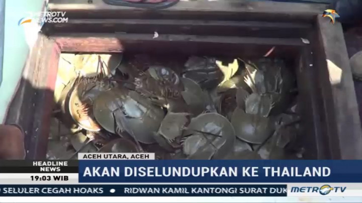 Ribuan Belangkas Hasil Sitaan TNI AL Dimusnahkan