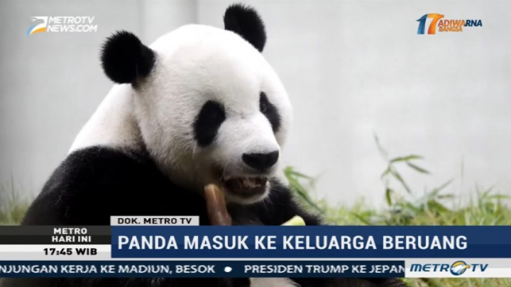 Ternyata Ini Asal-usul Warna Hitam-Putih di Tubuh Panda