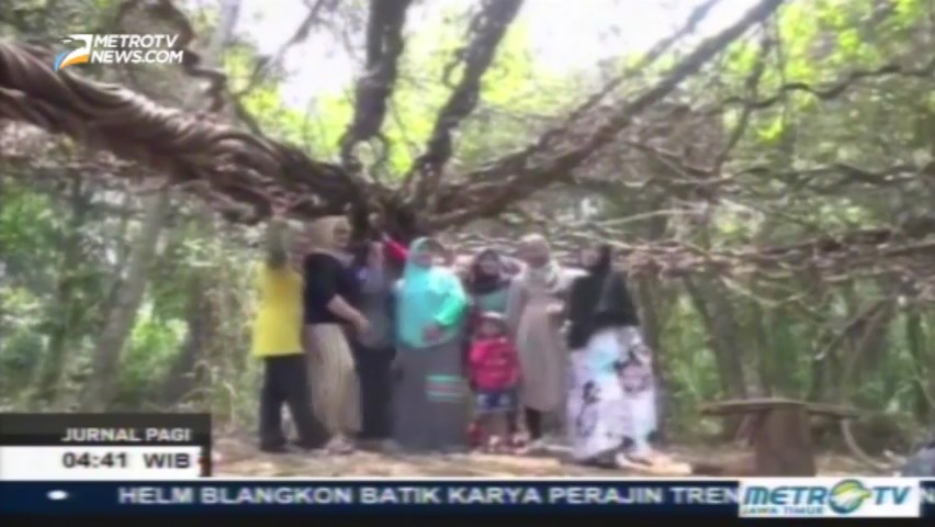 Wisata Pohon Trinil Raksasa di Lamongan