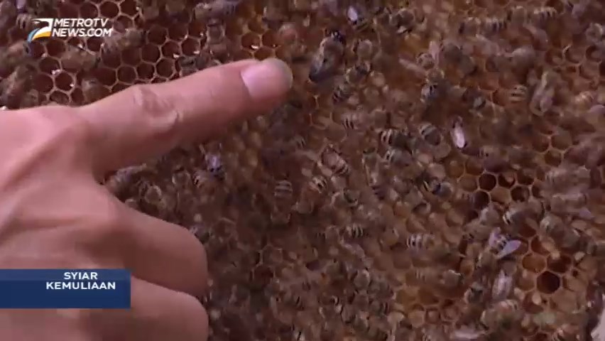 Syiar Kemuliaan: Filosofi Lebah Madu (1)