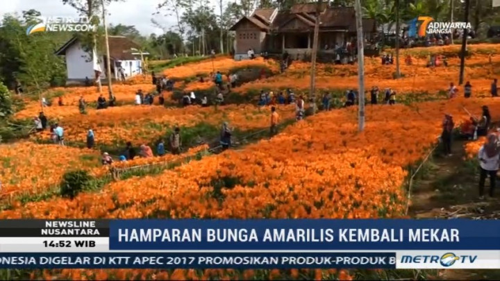 Hamparan Bunga Amarilis di Gunungkidul Kembali Mekar