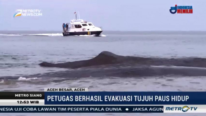 7 dari 10 Paus yang Terdampar di Aceh Berhasil Diselamatkan