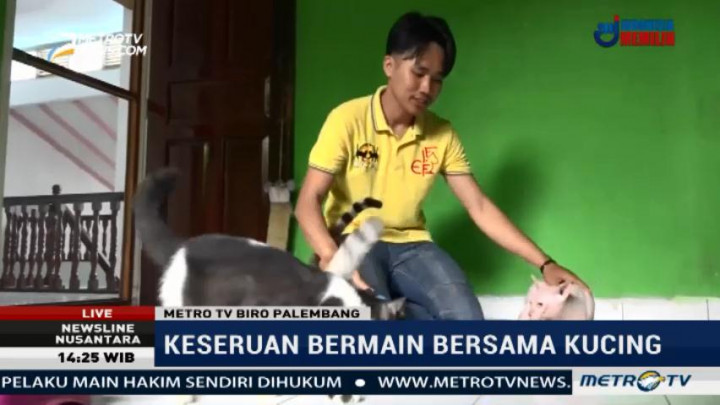 Keseruan Bermain Bersama Kucing