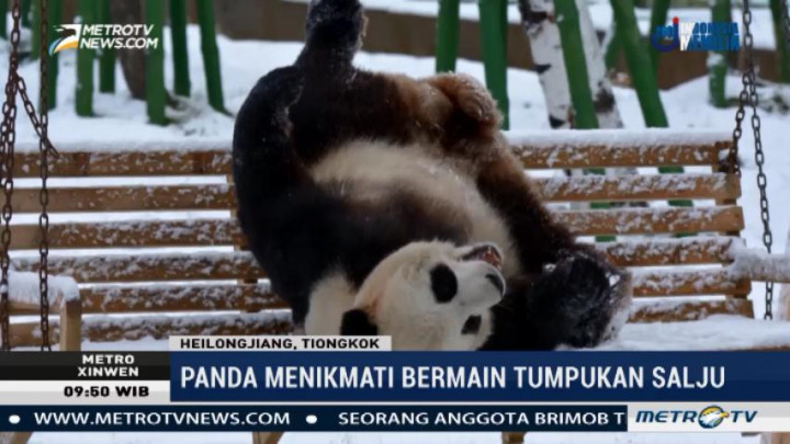 Mengintip Tingkah Lucu Panda Bermain Salju