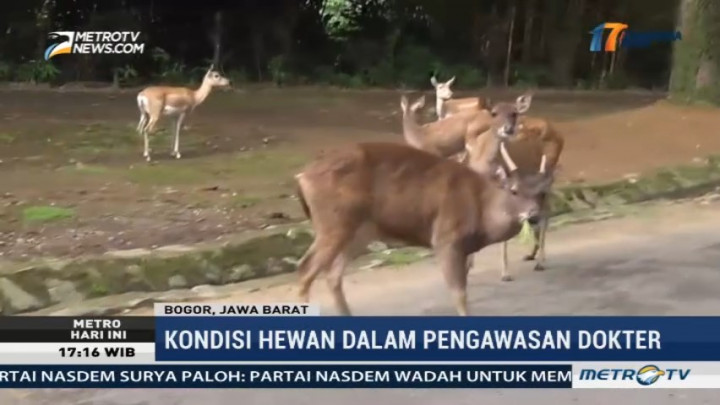 Tim Medis Taman Safari Pantau Kesehatan Satwa yang Dicekoki Miras