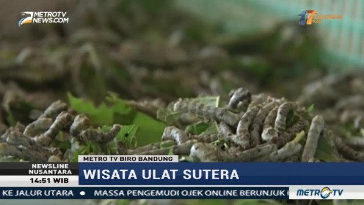 Ada Wisata Ulat Sutra di Bandung