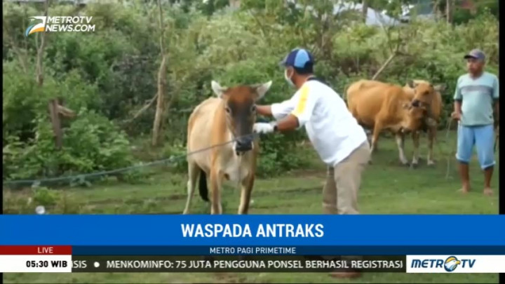Antisipasi Antraks, Dinas Pertanian Vaksinasi Sapi Warga Bone Bolango