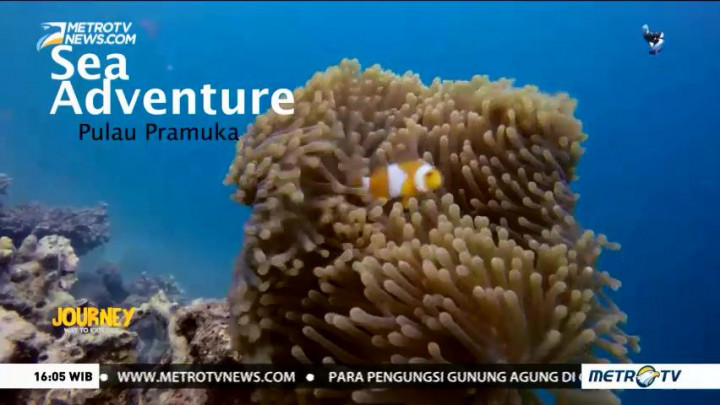 Sea Adventure Pulau Pramuka (1)