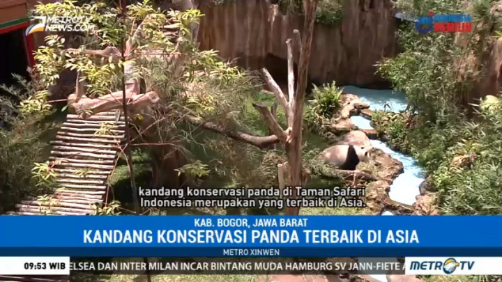 Kandang Korservasi Panda di Taman Safari Indonesia Diklaim Terbaik se-Asia