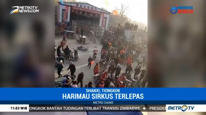 Harimau Sirkus Lepas, Dua Anak Terluka