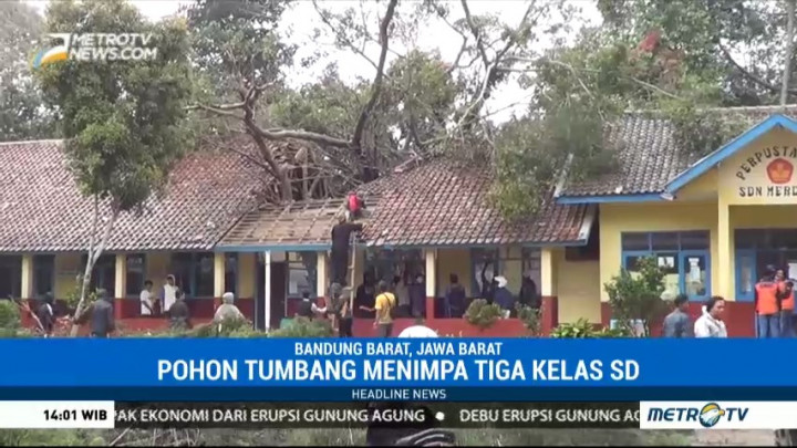 Pohon Beringin Tumbang Timpa Sekolah di Lembang
