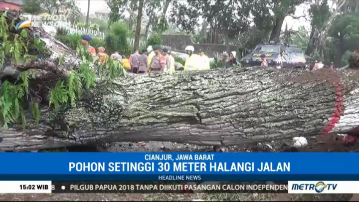 Pohon Tumbang Tutupi Jalur Bogor-Cianjur
