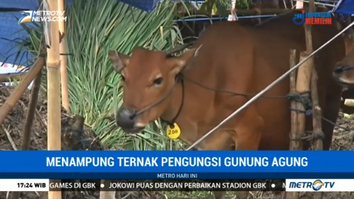 9.800 Ekor Ternak Milik Pengungsi Gunung Agung Telah Diungsikan