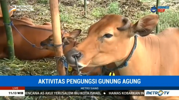 Petugas Sediakan Tempat Penitipan Hewan Ternak Pengungsi Gunung Agung