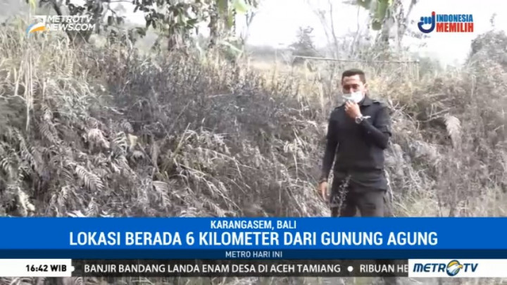 Tanaman Mati Terpapar Abu Vulkanis Gunung Agung