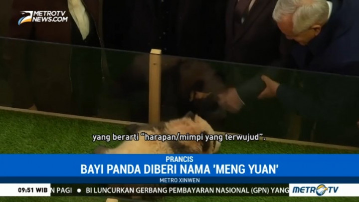 Bayi Panda Pertama yang Lahir di Prancis Diberi Nama Yuan Meng