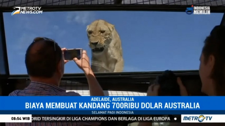 Saat Manusia Jadi 'Tontonan' Singa