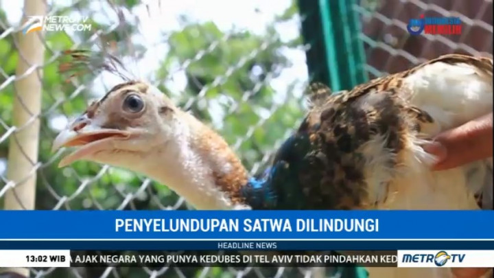 Penyelundupan 6 Ekor Merak Berhasil Digagalkan