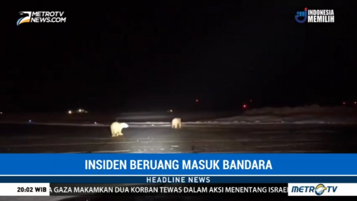 Dua Beruang Kutub Melintasi Runway Pesawat