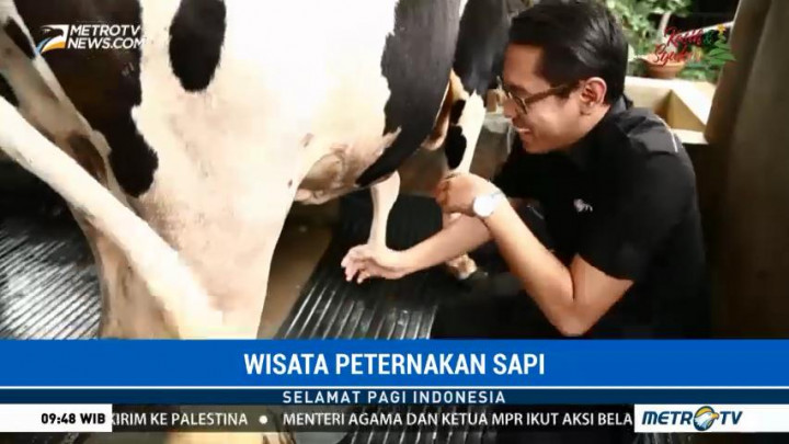 Istana Susu Cibugary, Wisata Peternakan Sapi di Jakarta